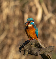 Common kingfisher  Alcedo atthis