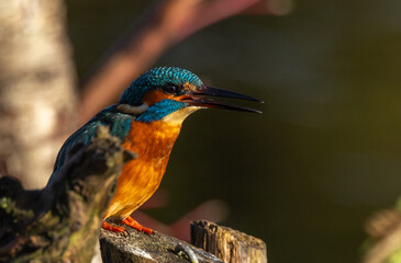 Common kingfisher  Alcedo atthis