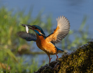 Common kingfisher  Alcedo atthis