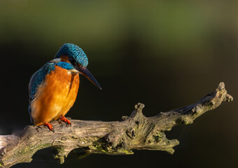 Common kingfisher  Alcedo atthis