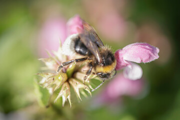 European bee sucking pollen and nectar