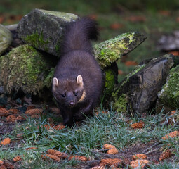 Pine marten  Martes martes