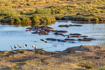 Aerial View of Hippos and White Storks in Serengeti National Park