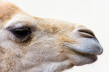 Fototapeta premium Close-up of a camel looking away against the sky.