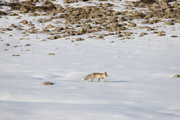 fox looking for food in the snow.