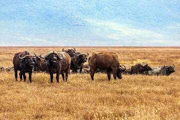 Wildebeests in Ngorongoro Rerservation Area