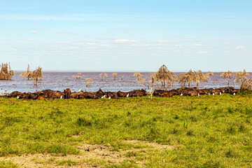 Water buffaloes in Ngorongoro Conservation Area