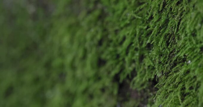 Macro shot of green moss on a log
