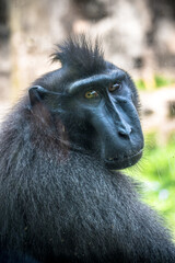 The Celebes crested macaque (Macaca nigra), also known as the crested black macaque, Sulawesi crested macaque, or the black ape