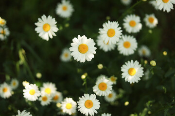 Beautiful chamomile background..