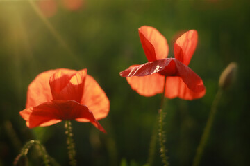 Sunny poppy background.