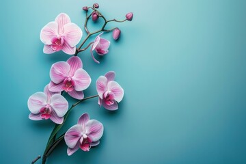 Artistic composition of exotic orchids against a minimalist background, highlighting the unique shapes and colors for magazine publication 