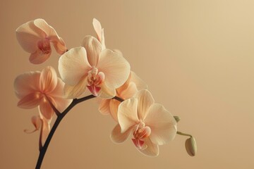 Fototapeta premium Artistic composition of exotic orchids against a minimalist background, highlighting the unique shapes and colors for magazine publication