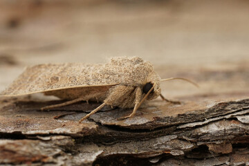 Closeup on the Vine's Rustic owlet moth, Hoplodrina ambigua sitting on wood