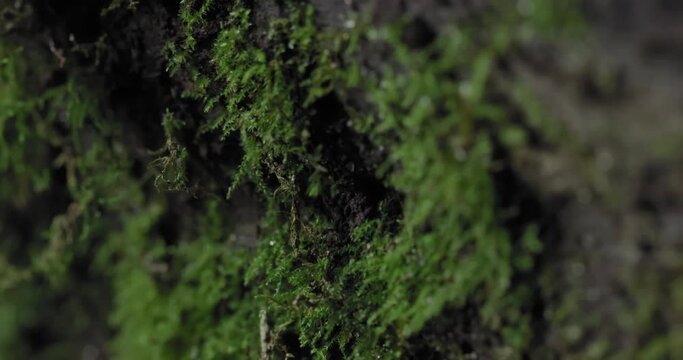 Macro shot of green moss on a log