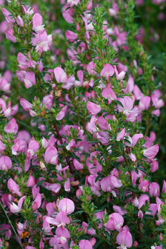 Vertical closeup on the pink flowering Common Restharrow wildflower, Ononis repens
