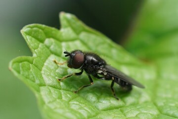 Closeup on the Pale-footed Pipiza luteitarsis sitting n a green leaf