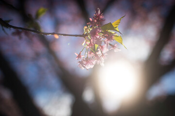 桜の花びらと美しい光