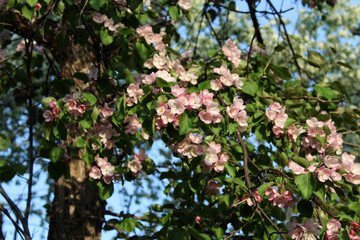 Branches of a blooming apple tree with soft pink flowers. Spring background