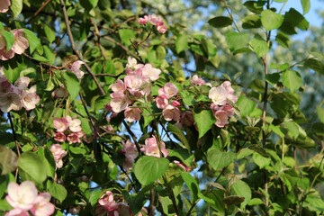 Soft pink flowers of blooming apple tree on sunny day nature outdoor. Spring background