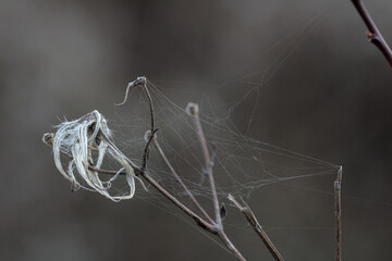 spider web on small twigs