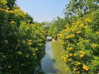 Yellow and green tree