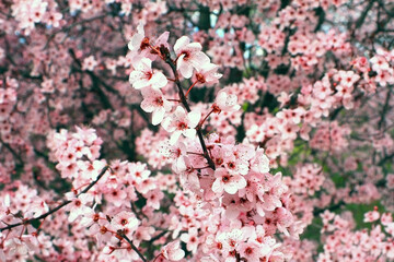 Stunning blossom in February.