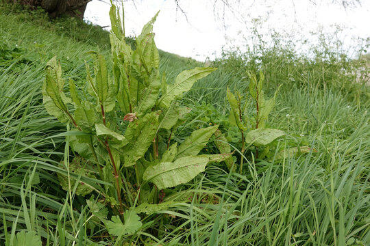 Wide-angle closeup on the fresh emerging green broad leafs of the bitter dock meadow weed, Rumex obtusifolius