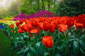 Flower bed with various colorful spring flowers, Netherlands