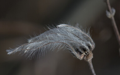 close-up shot of a gray hairy plant