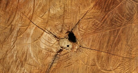Closeup shot of tree stump wooden texture