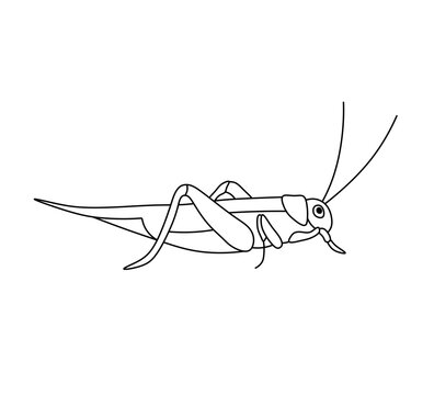 Vector isolated one single grasshoper side view colorless black and white contour line easy drawing