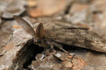 Detailed closeup on the American gypsy or Spongy Moth, Lymantria dispar, on wood © Henk