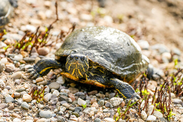 Portrait of a turtle. Animal in natural environment.
