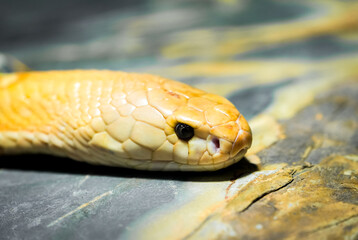 Portrait of a snake. Reptile close-up.
