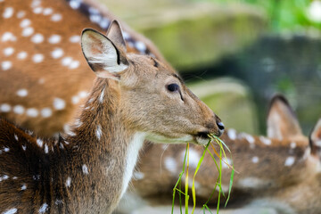 Sika deer in nature. Animals in close-up.
