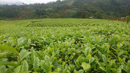 Fototapeta na wymiar green field of tea
