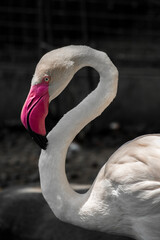 The American flamingo (Phoenicopterus ruber) is a large species of flamingo native to the West...