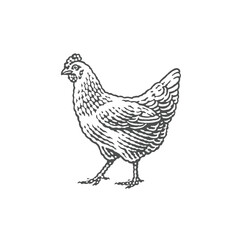 Fototapeta na wymiar Chicken, farm domestic animal. Hand drawn engraving style vector illustration. 