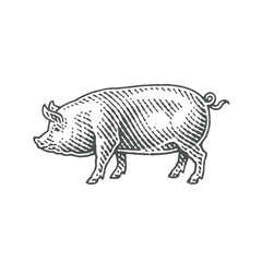 Pig. Hand drawn engraving style illustrations.	
