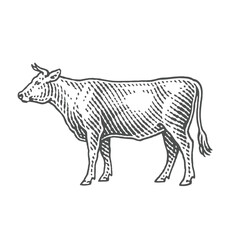 Bull. Black Angus. Hand drawn engraving style illustrations.	