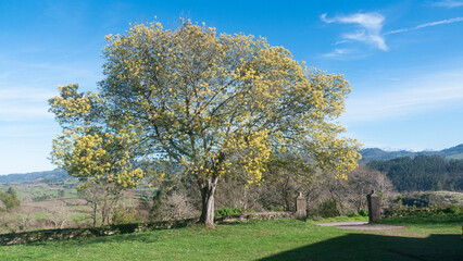 Mimosa en entrada de jardín en zona rural