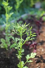 close up of a dill plant