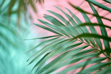 Vibrant Palm Leaf on Pastel Pink Background