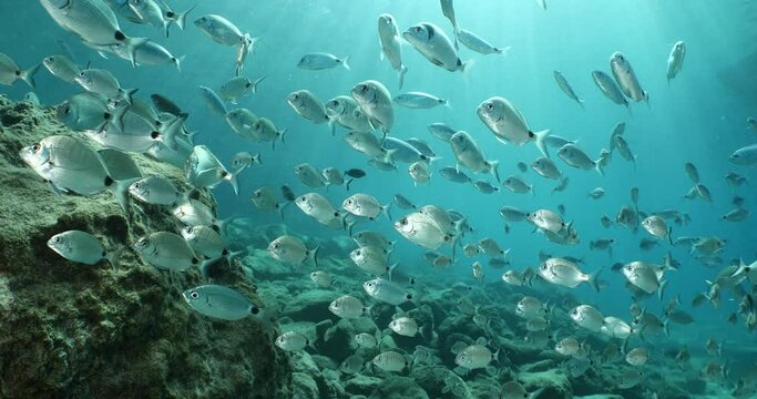 fish scenery underwater underwater mediterranean sea sun shine relaxing ocean scenery sea breams