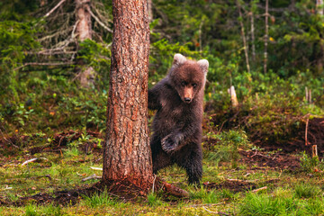Young bear cub in the summer forest