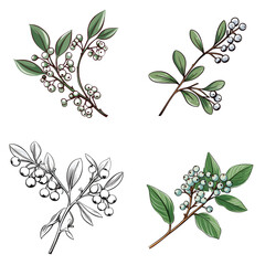 Mistletoe (Berries and Leaves Bundle). simple minimalist isolated in white background vector illustration