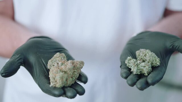 Man wearing black gloves displaying two cannabis buds, marijuana for medicinal use, weed strain comparing sativa indica ruderalis trichrome trimmed top buds ready to dispense cannabis market industry 