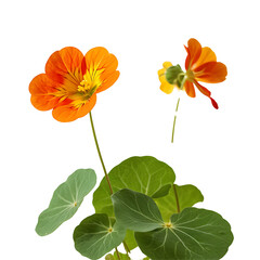 Nasturtium image isolated on a transparent background PNG photo