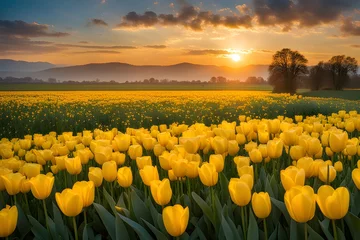 Zelfklevend Fotobehang The landscape of tulip blooms in a field © RORON